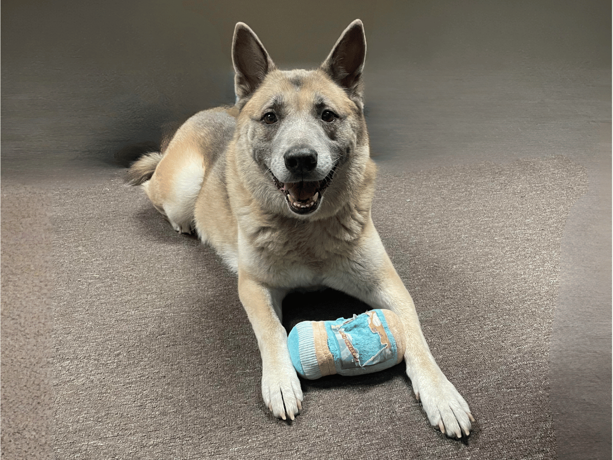 Izzy, the dog who inspired Busy Izzy Goods