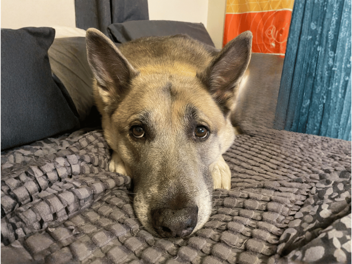 Izzy, Kaan’s loyal family companion